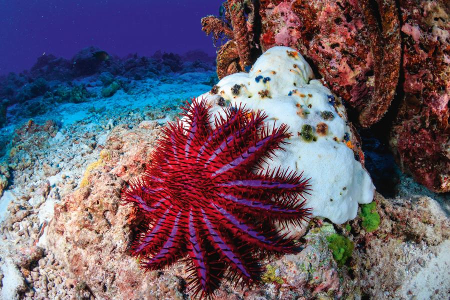 Żarłoczna rozgwiazda, korona cierniowa, pożera koralowce, zagrażając przyszłości rafy.