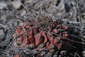 Thelocactus multic.