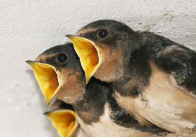 „Politycy jeżdżą po Polsce, demonstrując wrażliwość społeczną i empatię. Ciągną do nich przede wszystkim ludzie nieszczęśliwi, z poczuciem rzeczywistej lub urojonej krzywdy”.