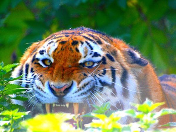 Fot. law_keven, Flickr, CC by SA