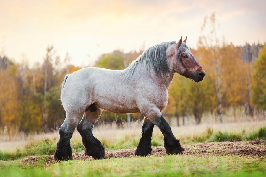 Koń belgijski (najstarsza z ras koni zimnokrwistych) mimo ogromnych rozmiarów ma niezwykle łagodny charakter.