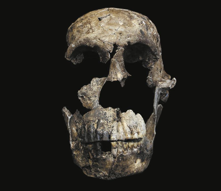 Suma części: Rekonstrukcja fragmentów czaszki Neo pozwala zobaczyć wygląd twarzy Homo naledi.