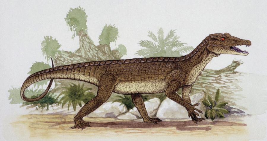 Protosuchia to podrząd jurajskich krokodylomorfów.