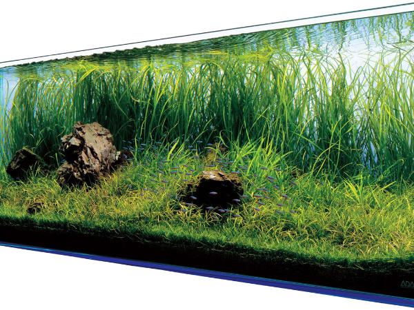 Akwarium to piękna ozdoba