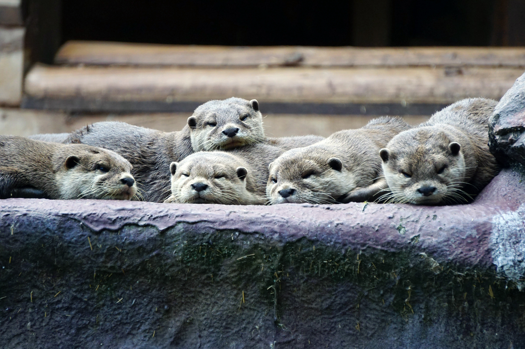 Życie w stadzie chroni przed rakiem? Tak, nie, nie wiem