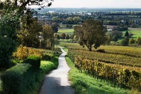 Niemiecki rowerowy szlak wina. To prawdziwa gratka dla smakoszy wina. Długi na 94 km szlak wiedzie przez jeden z największych niemieckich obszarów winiarskich: przedgórze Lasu Palatynackiego i Nizinę Reńską. Panuje tu również z reguły piękna pogoda: przez 1800 godzin w roku w Palatynacie świeci słońce. Podczas postojów w gospodach i w winnicach warto spróbować regionalnych trunków — Riesling, Weißer Burgunder i Dornfelder doskonale pasują do regionalnej kuchni.