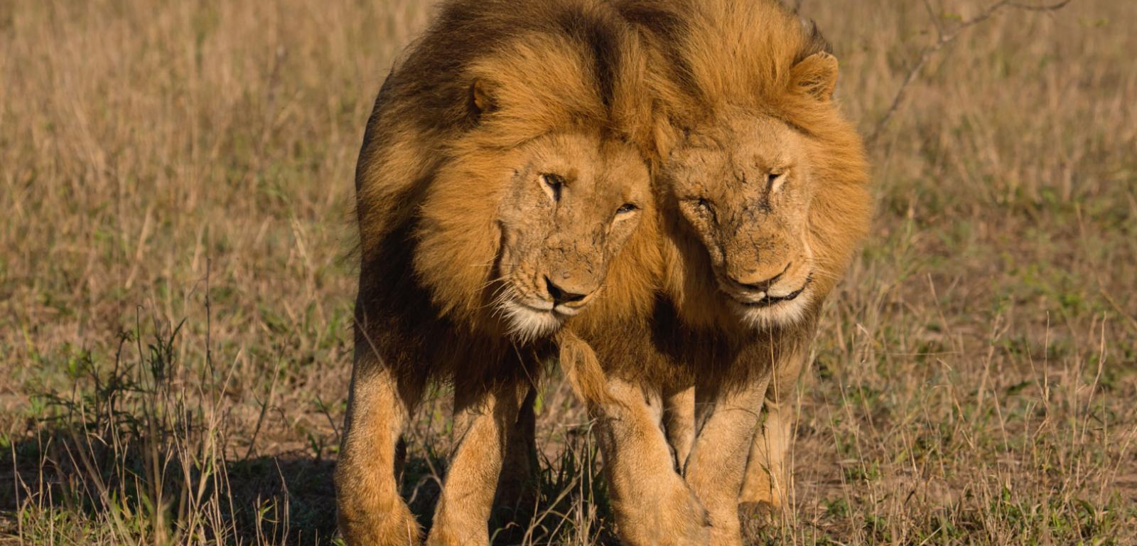 Homoseksualizm u lwów dotyczy obu płci.