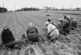 Wisniewo k. Warszawy, 1980. Sadzenie cebuli. No, gdzie te chłopy?