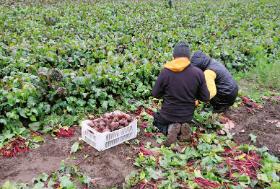 Samozbiór buraków w gospodarstwie rolnym w Bieganowie k. Radziejowa.