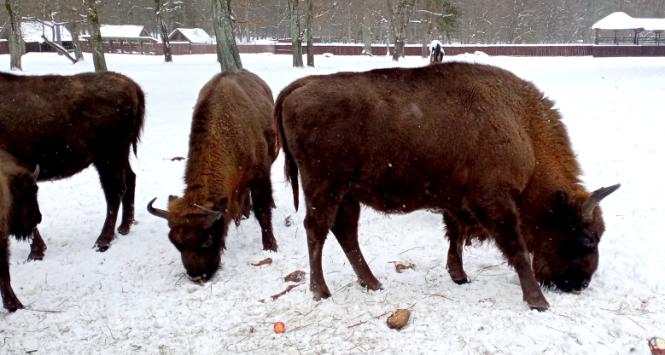 Żubry na terenie Białowieskiego Parku Narodowego