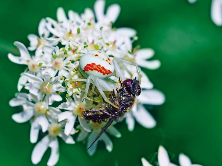 Bezsieciowy pająk kwietnik (Misumena vatia) umie dostosować barwę ciała do koloru kwiatu, na którym czeka bez ruchu na pszczoły i muchówki.