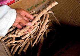 Używane na Bliskim Wschodzie naturalne narzędzie do czyszczenia zębów „miswak” nadal jest w sprzedaży.