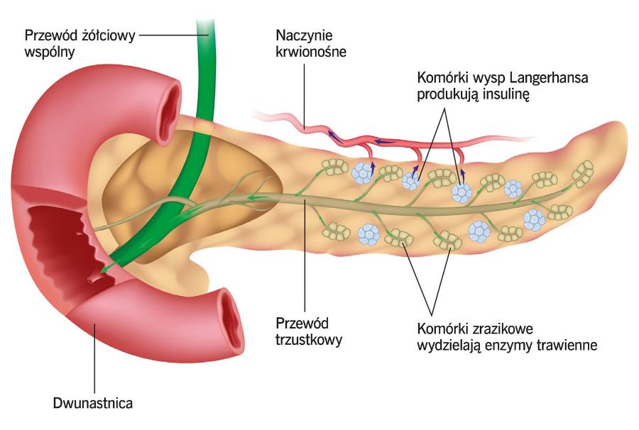 Budowa trzustki.