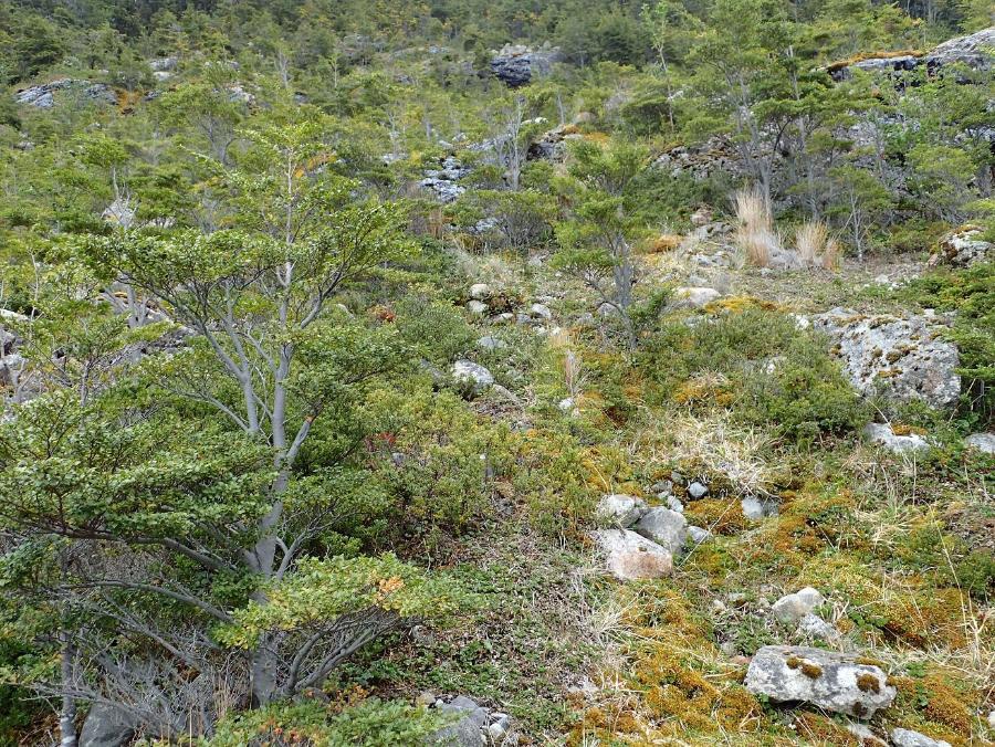 Górski las bukanowy w południowej Patagonii, Chile.