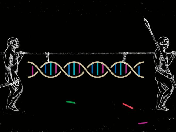 Dziś znamy kopalne geny trzech różnych homininów: neandertalczyków, denisowian i nas, czyli Homo sapiens, nieraz należących do archaicznych, wymarłych już populacji naszego gatunku.