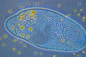 Organellum to wszystkie struktury komórki, znajdujące się wewnątrz błony komórkowej, które są wyspecjalizowane do pełnienia określonej funkcji