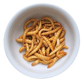 Gotowe do konsumpcji larwy mącznika doprawione cynamonem, kolendrą i pieprzem.