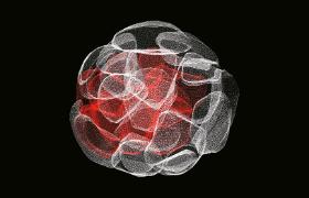 Odkrycie to ma ogromne znaczenie dla zrozumienia molekularnych mechanizmów rozwoju ssaków.