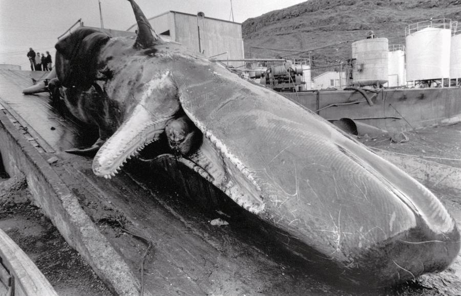 Wieloryb upolowany przez islandzkich wielorybników.