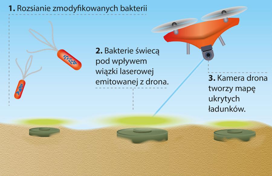 Żeby wykryć miny za pomocą zmodyfikowanych, nieszkodliwych dla nas bakterii, trzeba je rozsiać na podejrzanym terenie. W obecności trotylu (wydostaje się z min) i pod wpływem wiązki lasera mikroby świecą na zielono (fluorescencja).