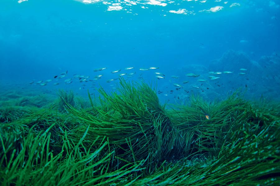 Oceaniczna łąka złożona z traw Neptuna (Posidonia oceanica).