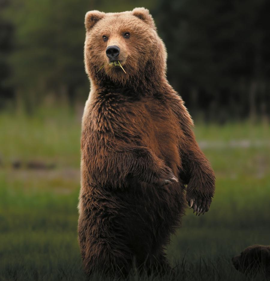 Dorosła samica grizzly stanęła na tylnych łapach na widok zbliżającego się drugiego niedźwiedzia. Takie zachowanie to przejaw zainteresowania, a nie agresji, jak to błędnie interpretuje część osób.
