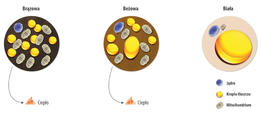 U ssaków występują trzy rodzaje tkanki tłuszczowej. Biała służy do gromadzenia energii, brązowa – do generowania ciepła, a beżowa jest formą pośrednią.