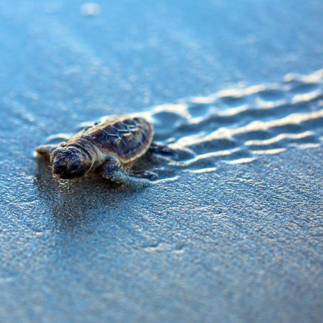 Pulsar - wyjątkowy portal naukowy.