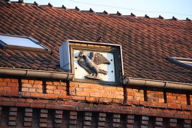 Gniew, herb miasta (mewa z rybą w dziobie) na gotyckim ratuszu z XIV w. (później przebudowywany)