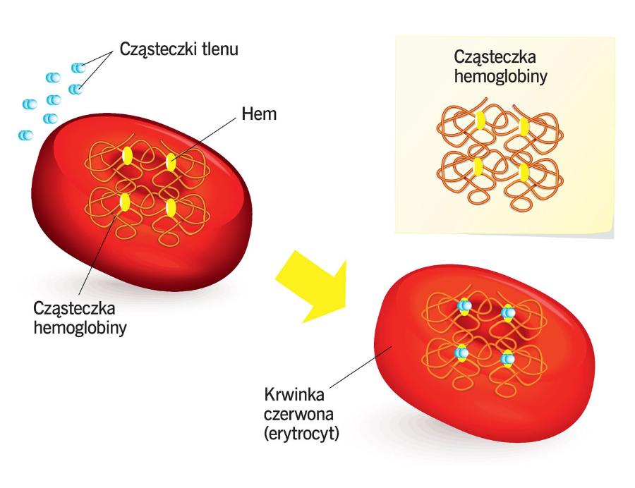 Związany z hemoglobiną tlen jest transportowany do komórek ciała.