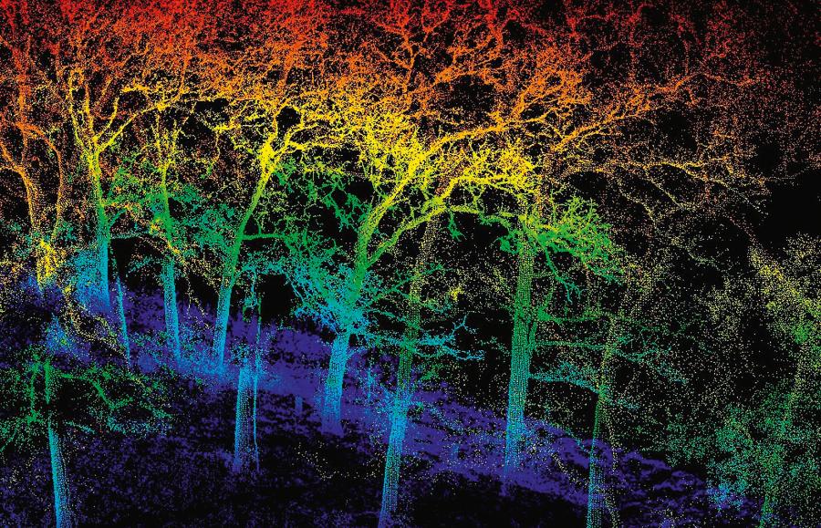 Trójwymiarowy obraz lasu uzyskany w wyniku naziemnego skanowania laserowego. Badania mają na celu zrozumienie wpływu suszy na proces rozkładu drzew.
