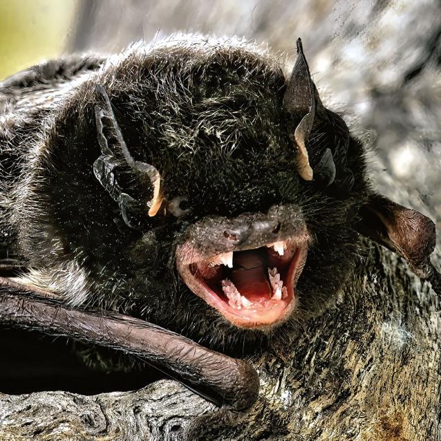 Lasionycteris noctivagans. Zagrożeniem dla nietoperzy są nie tylko łopaty turbin, ale i generowana przez nie nagła zmiana ciśnienia, prowadząca do rozerwania naczyń krwionośnych.