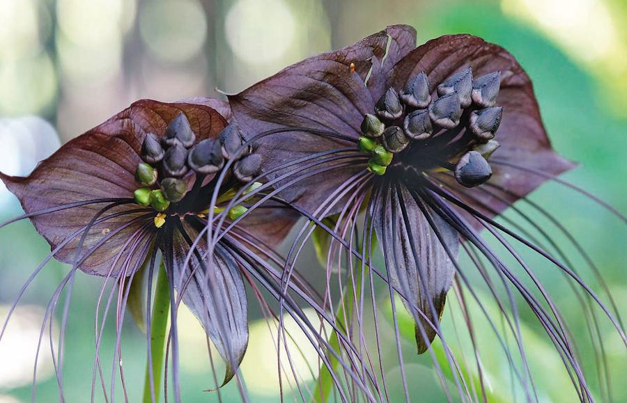 Krąpiel Chantriera występuje w Azji, gdzie spożywa się jej młode liście. Wyciąg z kłącza ma działanie przeciwbólowe. W Polsce można uprawiać roślinę w szklarni lub w domu. Nazywana kwiatem nietoperzem lub kocim kwiatem. Przychylam się do tej drugiej nazwy.