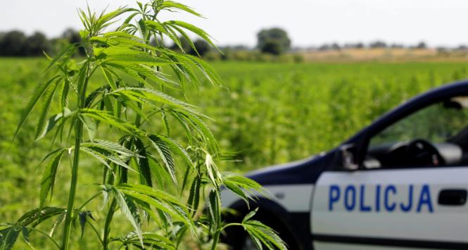 Liberalizacja prawa narkotykowego. Rząd się wycofał.