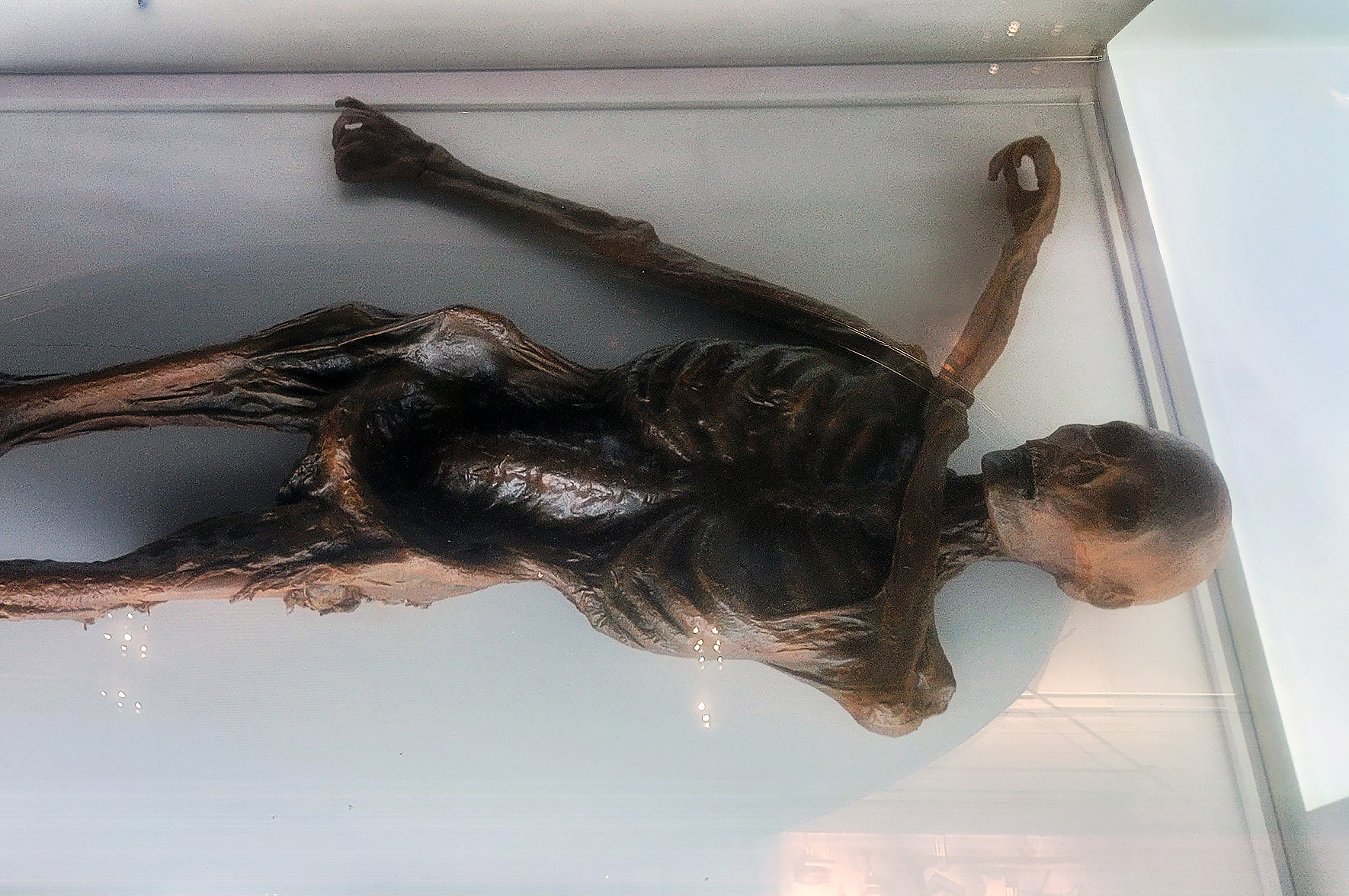 Ötzi i „człowiek syberyjski” byli nosicielami wirusa HPV. Kto ich nim poczęstował?