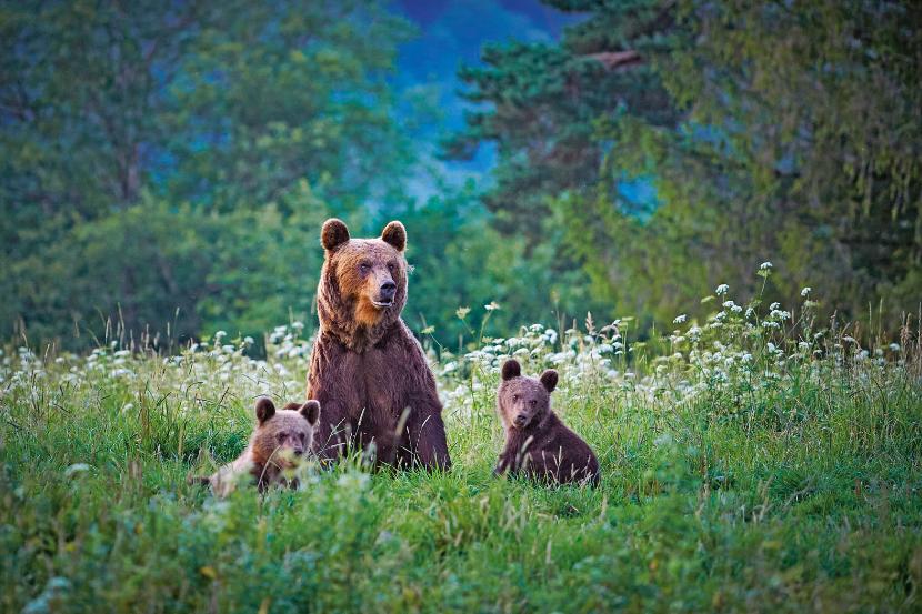 Jeśli niedźwiedź zostanie zaskoczony, a ma przy sobie młode, może zaatakować.
