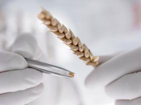 Dlaczego gluten – obecny w ogromnej liczbie produktów żywnościowych od bardzo dawna – nagle znalazł się na cenzurowanym?