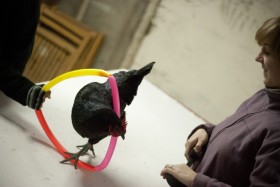 Z kurą najpierw trzeba się zaprzyjaźnić.