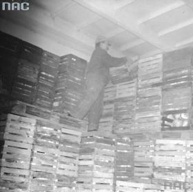 Dorośli przed zimą gromadzą zapasy. Pracownik układa skrzynie z produktami rolnymi w magazynie jednej z Wojewódzkich Spółdzielni Ogrodniczych (WSO), listopad 1981 r.
