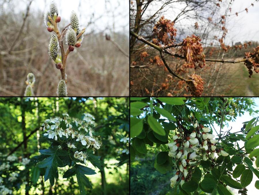 Drzewa i krzewy kwitnące przed rozwojem liści (u góry od lewej): wierzba szara i klon jesionolistny i po ich rozwoju (od dołu od lewej): głóg jednoszyjkowy i robinia akacjowa.