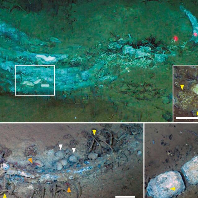 Skamieniałe szczątki wielorybów to unikatowe stanowisko paleontologiczne, dające wgląd w funkcjonowanie morskich ekosystemów sprzed milionów lat.