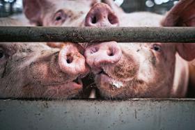 Świnie hodowane na rozród (w Polsce prawie milion) w przemysłowych hodowlach połowę życia spędzają w ciasnych metalowych kojcach.