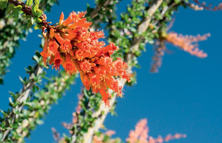 Sukulent okotijo ma pędy pokryte gęstymi cierniami i czerwone, przyciągające kolibry kwiaty. Liście cyklicznie wyrastają zaraz po deszczu i opadają, gdy jest sucho.