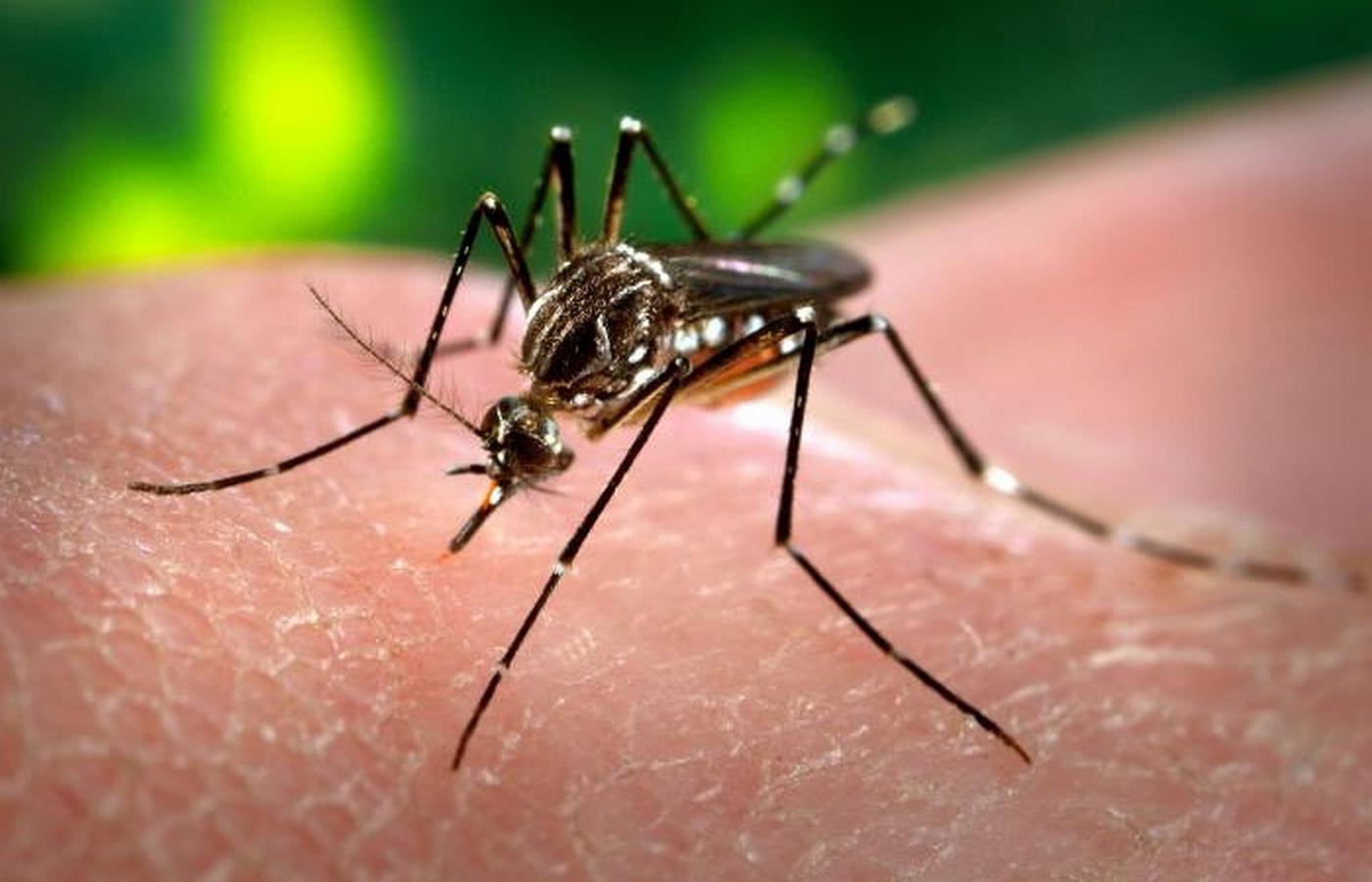 Ukąszenie komara Aedes Aegypti może być niebezpieczne zwłaszcza dla kobiet w pierwszym trymestrze ciąży.