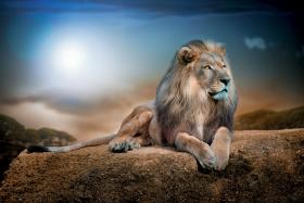 Grzywa u lwów jest tym, co stanowi o urodzie. Grzywy jednak mają tylko samce.