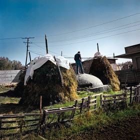 Oswojona wersja podwórkowa.