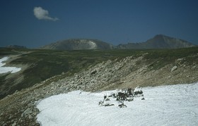 Soboliatnik zimą na długie tygodnie wybiera się   samotnie w tajgę,..