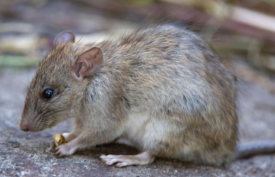 Szczury śniade są głównym celem zakrojonej na dużą skalę akcji eradykacyjnej wobec gatunków inwazyjnych na Floreanie.