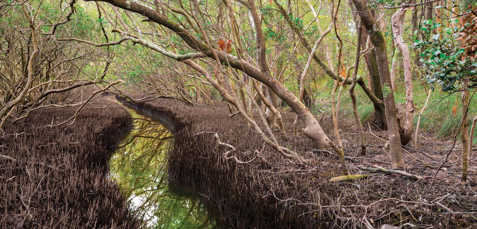 Drzewa namorzynowe z gatunku Avicennia marina są wrażliwe na poziom wody.