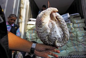 Pangolin to egzotyczne zwierzę, niestety, jest kulinarnym rarytasem w Azji.